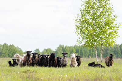 View of sheep on field