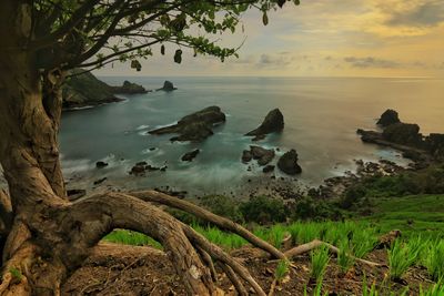 nature