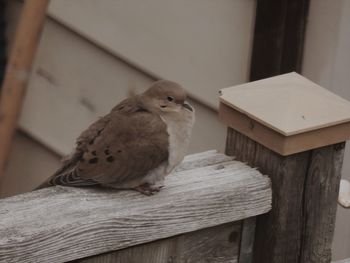 Close-up of bird perching on table