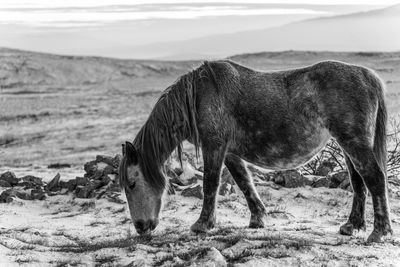 Horse standing on field