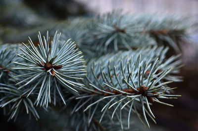 Close-up of pine tree