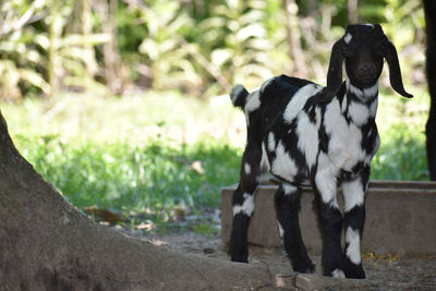 Black goat standing on field