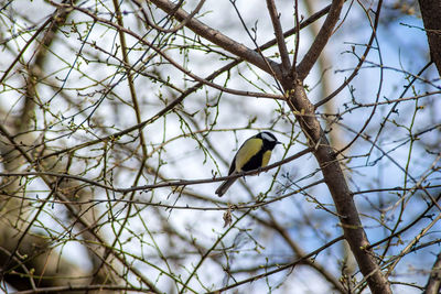 Low angle view of bird perching on branch