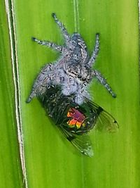 Close-up of butterfly on leaf