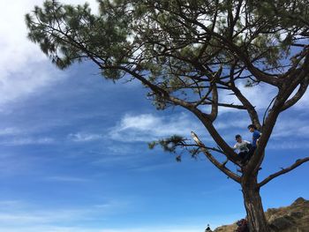 Low angle view of tree against sky