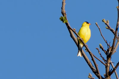 Low angle view of bird perching on branch against clear blue sky