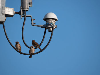 Minimalist image sparrow perched on electric wires, blue sky background