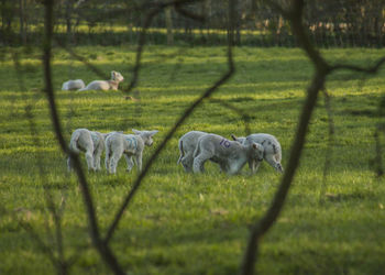 Sheep grazing in a field