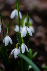 Close-up of white flowering plant