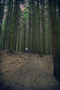 Rear view of woman walking amidst trees in forest