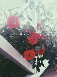 Close-up of red flowers