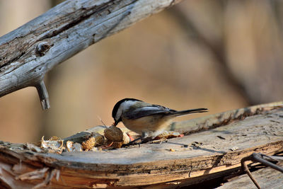 Close-up of bird perching on wood