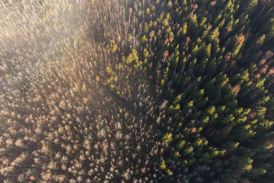 Late autumn aerial view of foggy woods