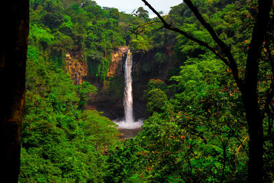 Scenic view of waterfall in forest