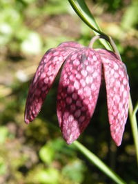 Close-up of pink plant outdoors