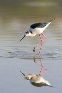 Close-up side view of a bird with reflection