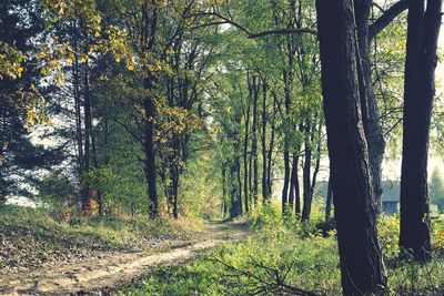 Trees growing in forest