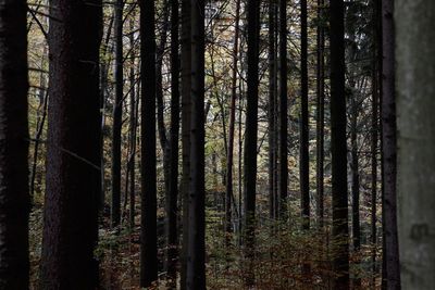 Pine trees in forest