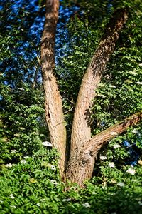 Low angle view of trees growing in forest