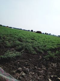 Scenic view of agricultural field against clear sky