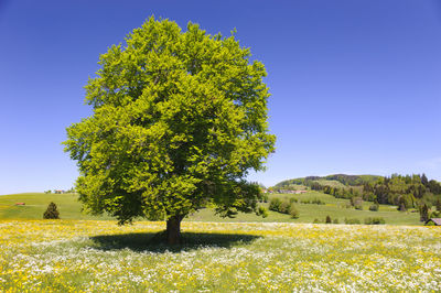 Scenic view of field against clear blue sky