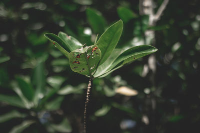 Close-up of insect on leaf