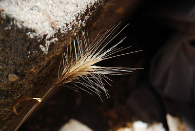 Close-up of plant