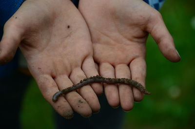 Close-up of hands holding worm