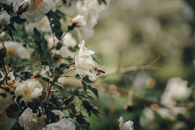 Close-up of white flowering plant