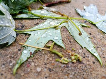 Close-up of insect on wet leaf