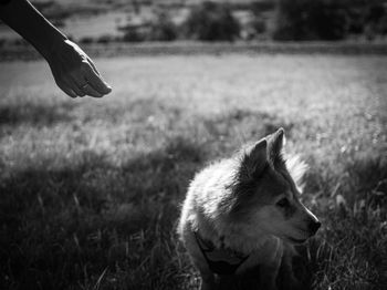 Dog on field