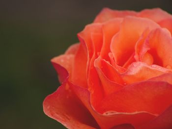Close-up of rose