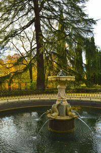 Trees in park