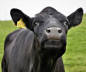 Close-up portrait of a cow