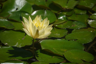 Close-up of lotus water lily in lake