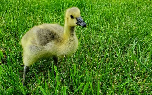 View of duck on field