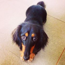 Portrait of a dog on floor