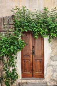 Ivy growing on wooden door