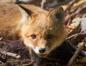 Close-up portrait of red fox relaxing on field