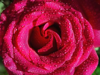 Close-up of wet pink rose