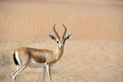 Portrait of gazelle