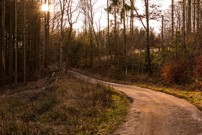 Play of light against the light in the wintry forest