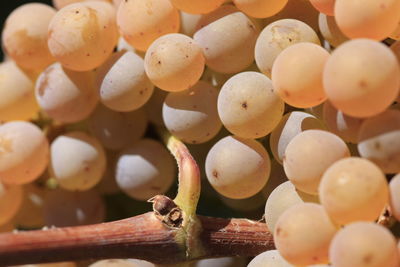 Close-up of eggs in container