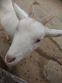 High angle view of goat