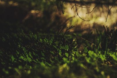 Close-up of grass on field