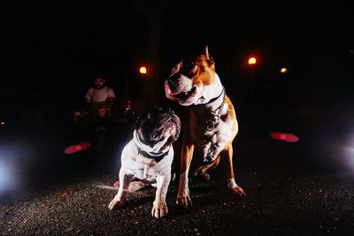 Dog in the dark