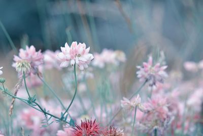 Close-up of pink flowering plants