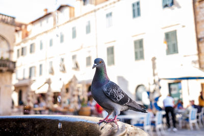 Close-up of bird perching on street in city