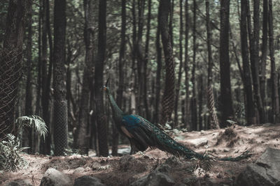 Peacock in forest