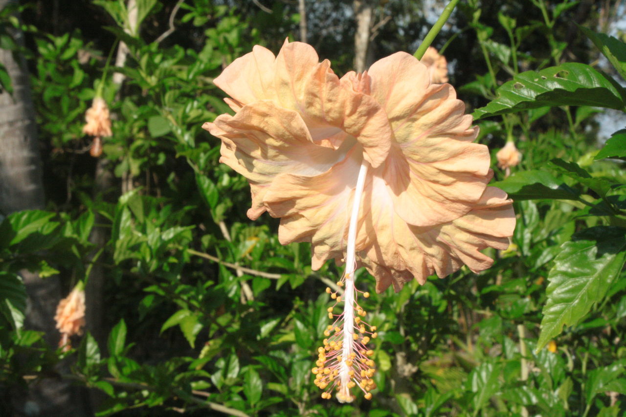 CLOSE-UP OF FLOWERING PLANTS